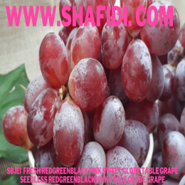 FRESH REDGREENBLACKPINK SWEET GLOBE TABLE GRAPE SEEDLESS